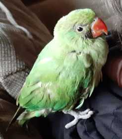Found Australian Ringneck Parakeet