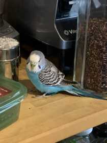 Found Budgerigar