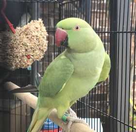 Found Indian Ringneck Parakeet