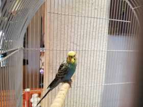 Found Budgerigar