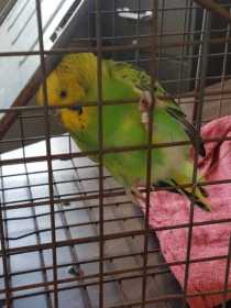 Found Parakeet