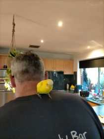 Found Budgerigar