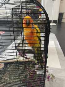 Found Conure