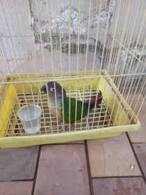 Found Conure