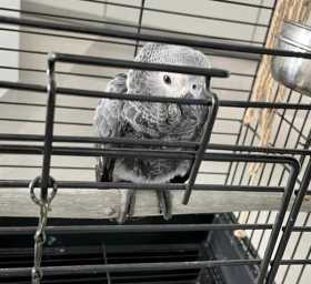 Found African Grey