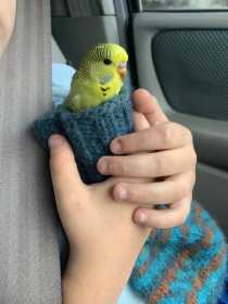 Found Budgerigar