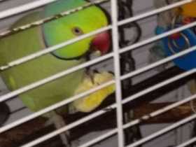 Found Indian Ringneck Parakeet