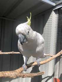 Found Cockatoo