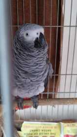 Found African Grey