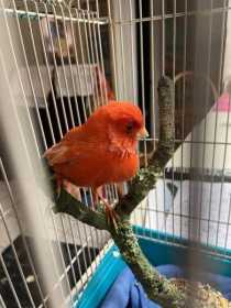 Found Canary