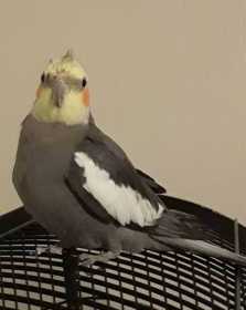 Found Cockatiel