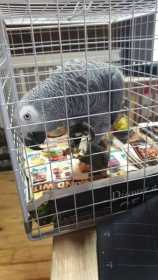 Found African Grey