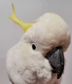 Found Cockatoo