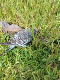 Found Budgerigar