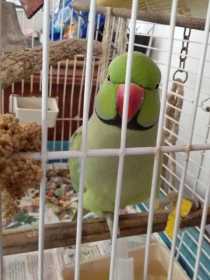 Found Indian Ringneck Parakeet