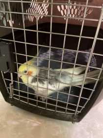 Found Cockatiel