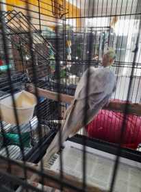 Found Cockatiel