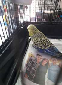 Found Budgerigar