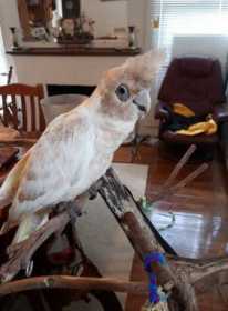 Found Corella Cockatoo