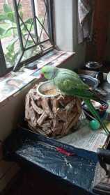 Found Indian Ringneck Parakeet