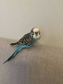 Found Budgerigar