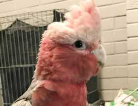 Found Galah Cockatoo