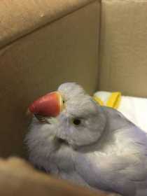 Found Indian Ringneck Parakeet