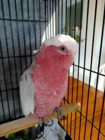 Found Galah Cockatoo