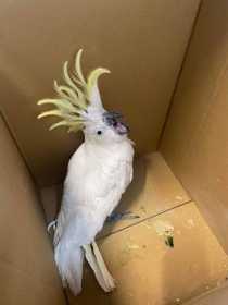Found Cockatoo