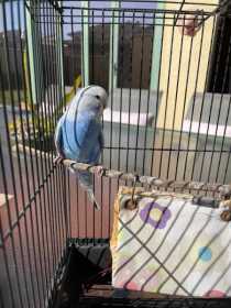 Found Budgerigar