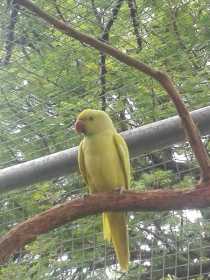 Found Rose Ringed Parakeet