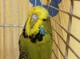 Found Budgerigar