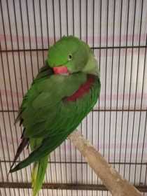 Found Alexandrine