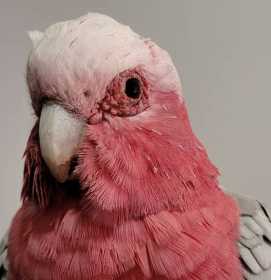 Found Galah Cockatoo