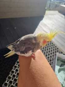 Found Cockatiel