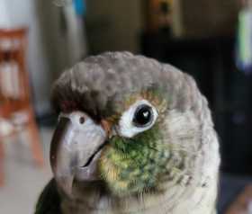 Found Conure