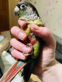 Found Conure