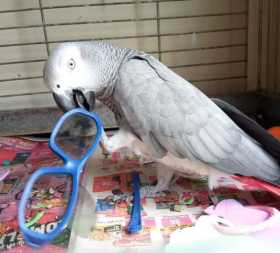 Found African Grey