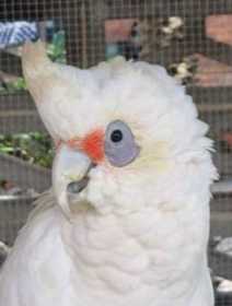 Found Corella Cockatoo