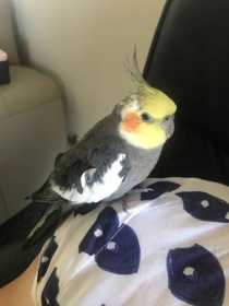 Found Cockatiel