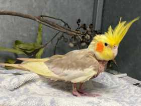 Found Cockatiel