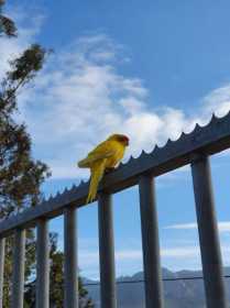 Found Kakariki