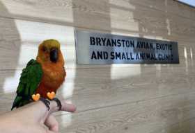 Found Conure