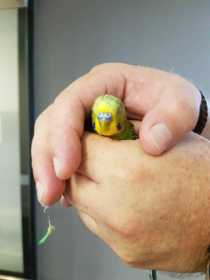 Found Budgerigar