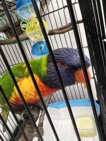 Found Lory / Lorikeet