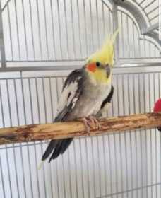 Found Cockatiel