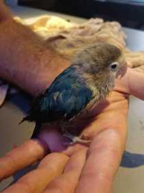 Found Lovebird