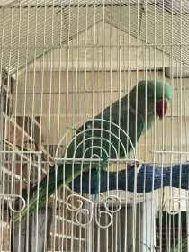 Found Alexandrine