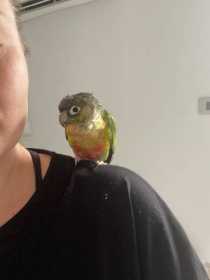 Found Conure