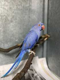 Found Indian Ringneck Parakeet